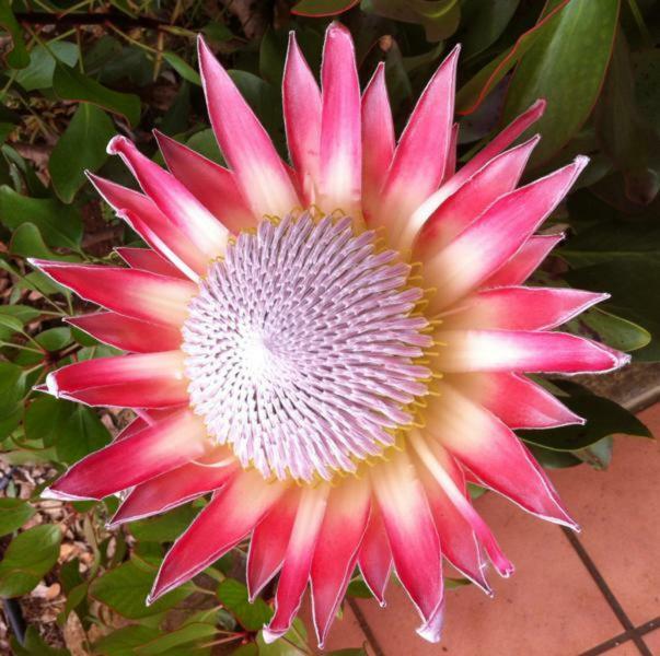 Protea Cottage George Esterno foto